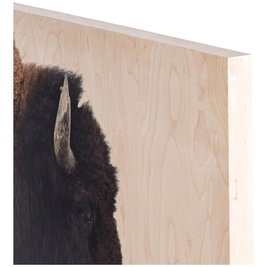 Four Hands Art Studio American Bison by Getty Images