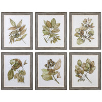 Uttermost Seedlings Framed Prints, 6-Piece Set