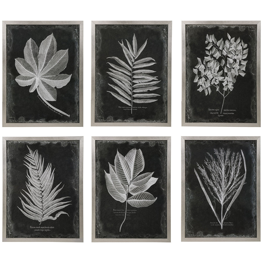 Uttermost Foliage Framed Prints, Set of 6