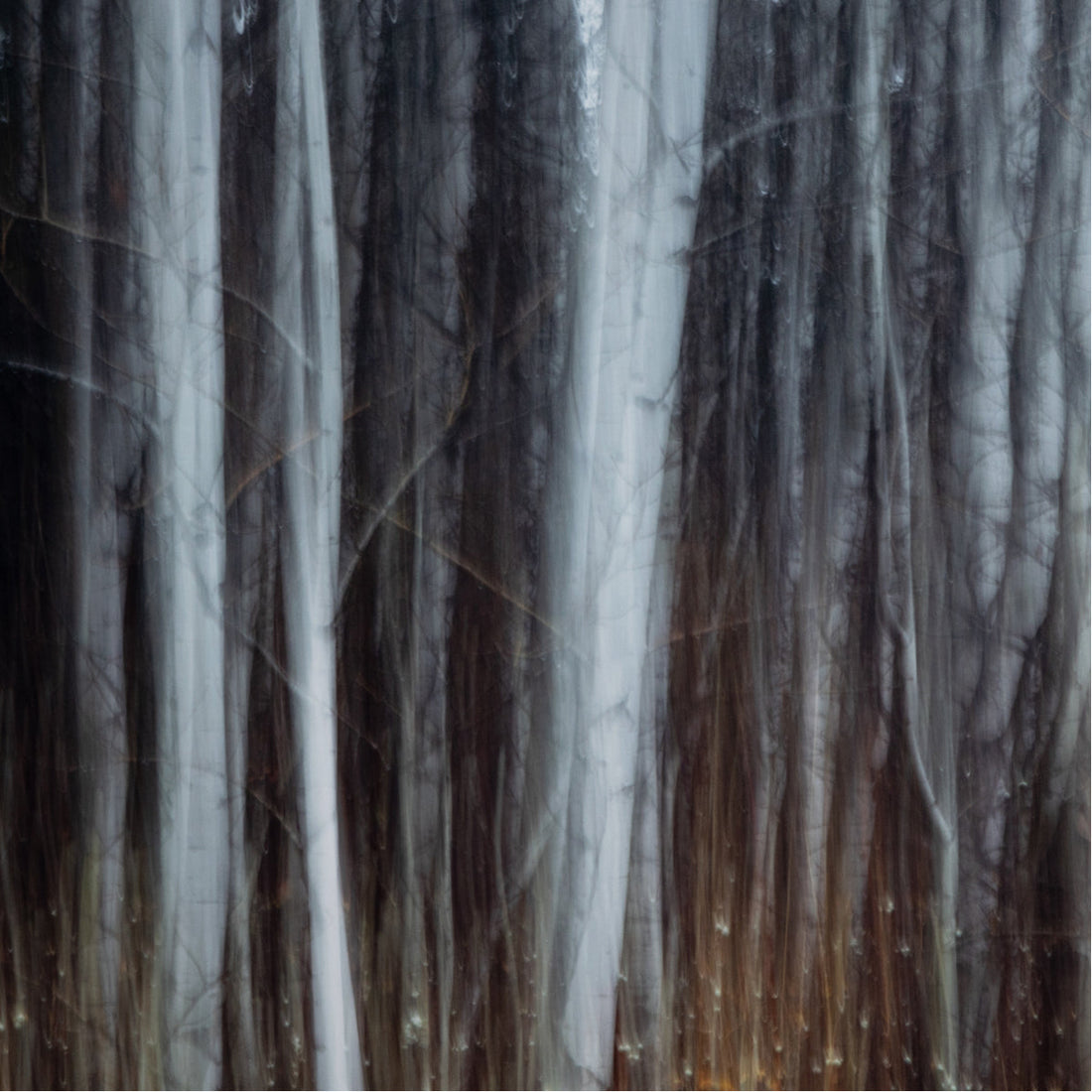 Four Hands Art Studio Woodland Blur By Getty Images