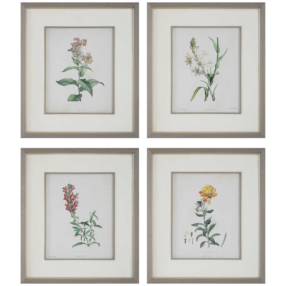 Uttermost Heirloom Blooms Study Framed Prints, 4-Piece Set