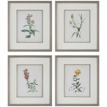 Uttermost Heirloom Blooms Study Framed Prints, 4-Piece Set