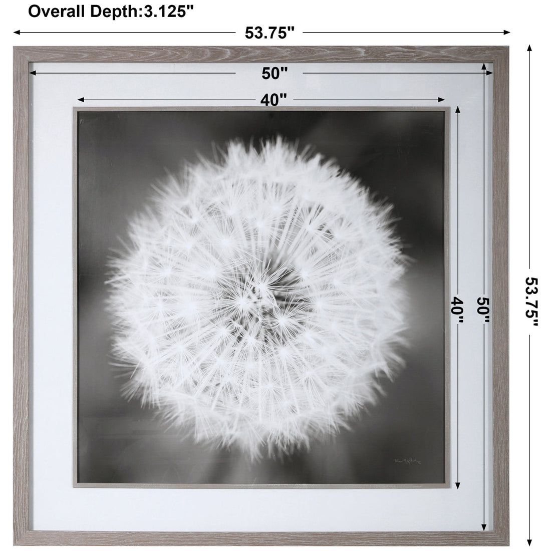 Uttermost Dandelion Seedhead Framed Print