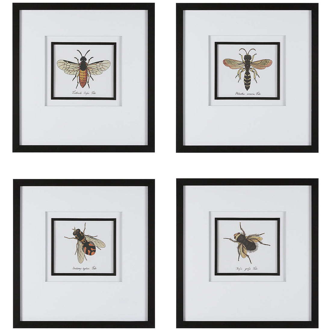 Uttermost Anthophila Framed Prints, Set of 4