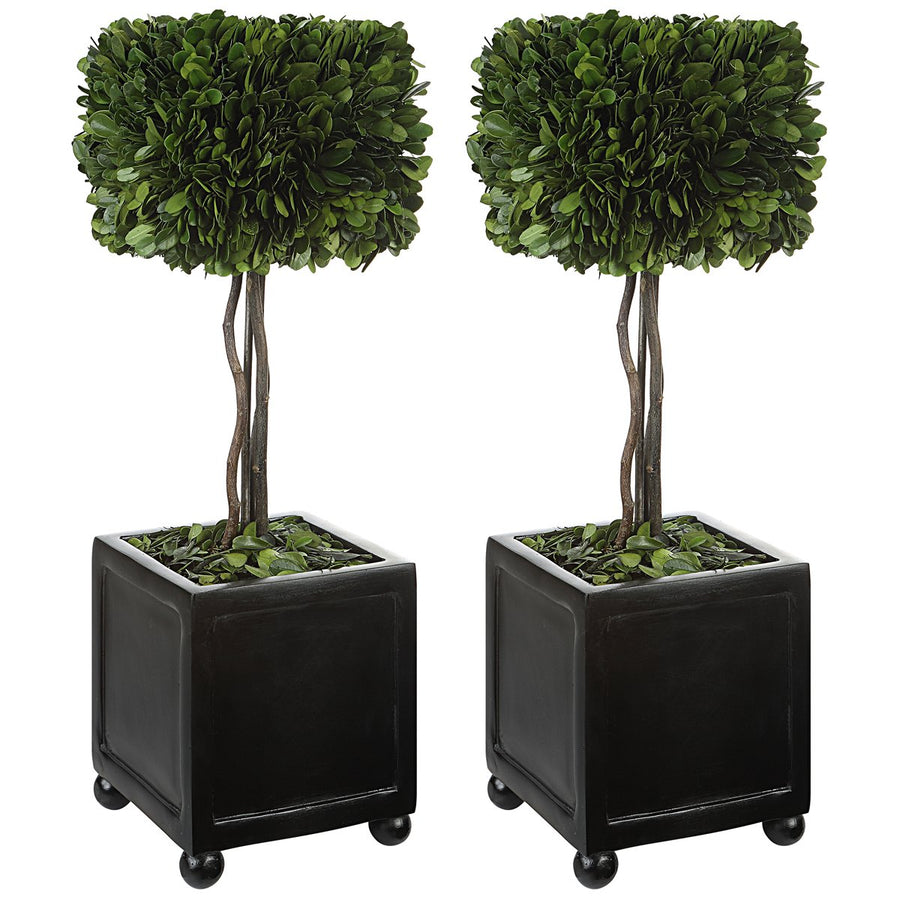 Uttermost Preserved Boxwood Square Topiaries, Set of 2