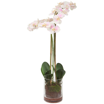 Uttermost Blush Pink and White Orchid