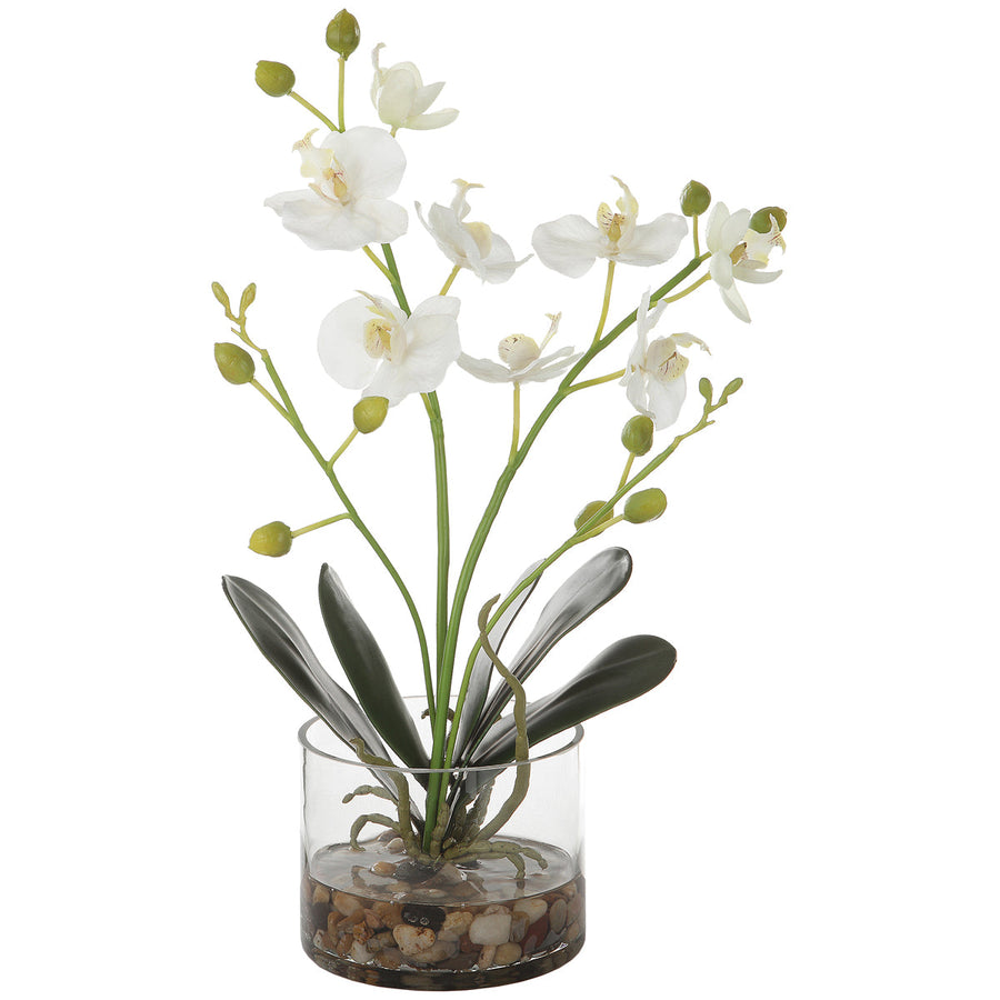 Uttermost Glory Orchid