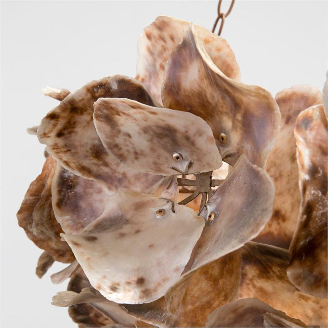 Made Goods Venus Oyster Shell Chandelier