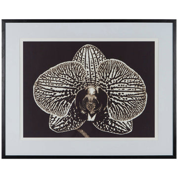 Coup & Co Black Orchid Art