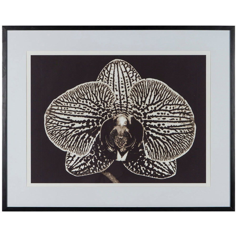 Coup & Co Black Orchid Art