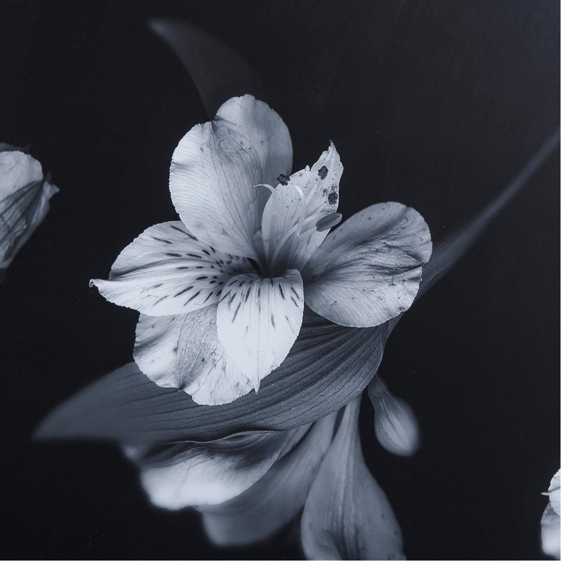 Sonder Living Black & White Flowers - Glass Float