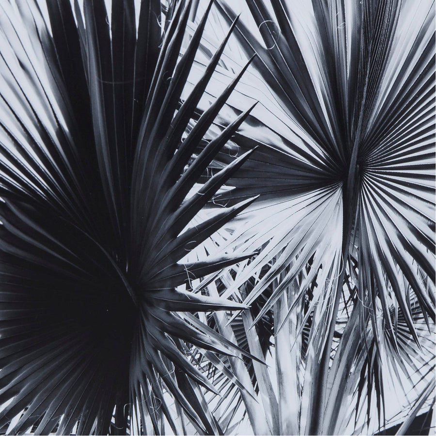 Sonder Living Black & White Palm Leaves Style A