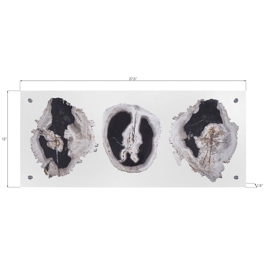 Phillips Collection Floating Petrified Triple Slice Wall Art