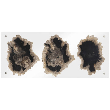 Phillips Collection Floating Petrified Triple Slice Wall Art