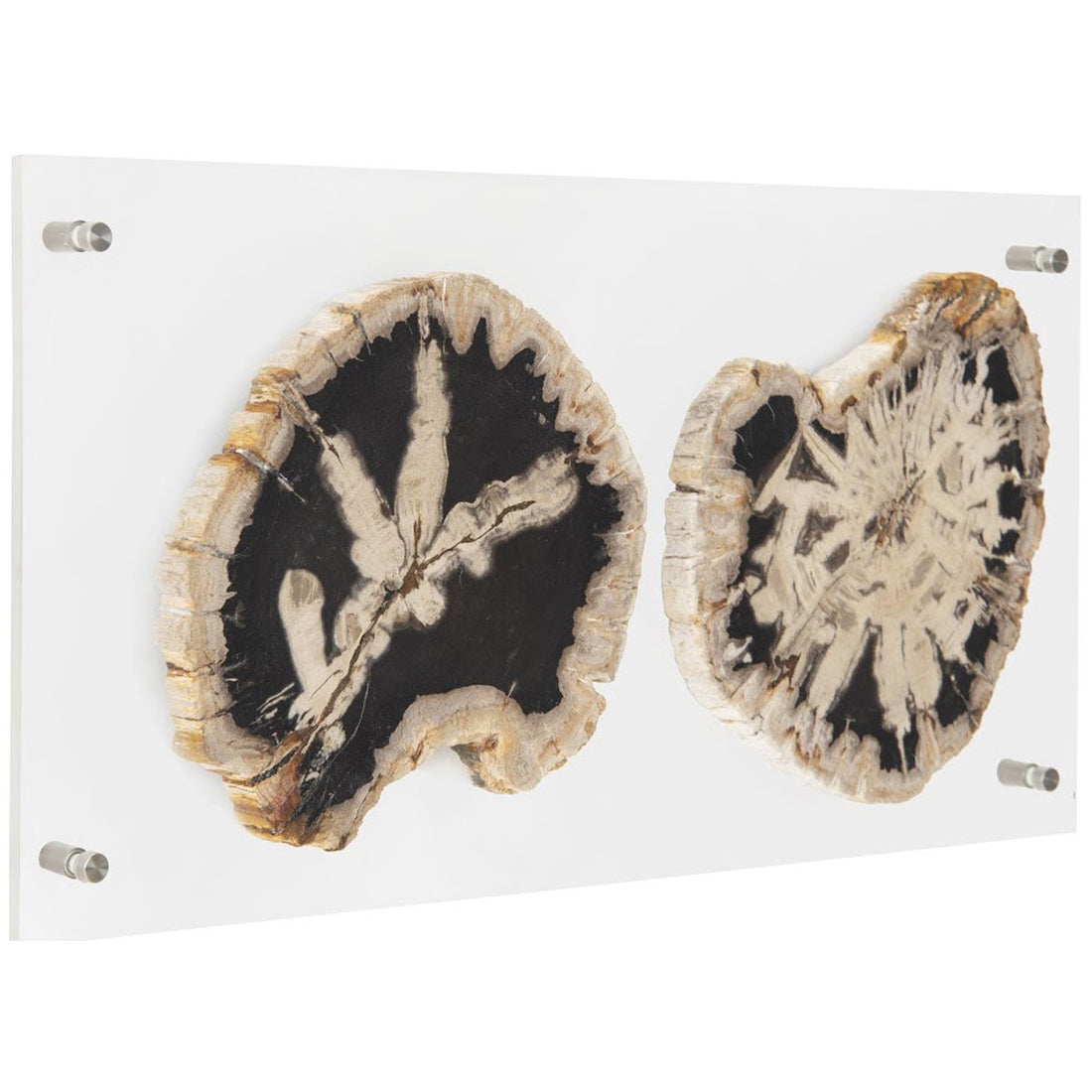 Phillips Collection Floating Petrified Double Slice Wall Art