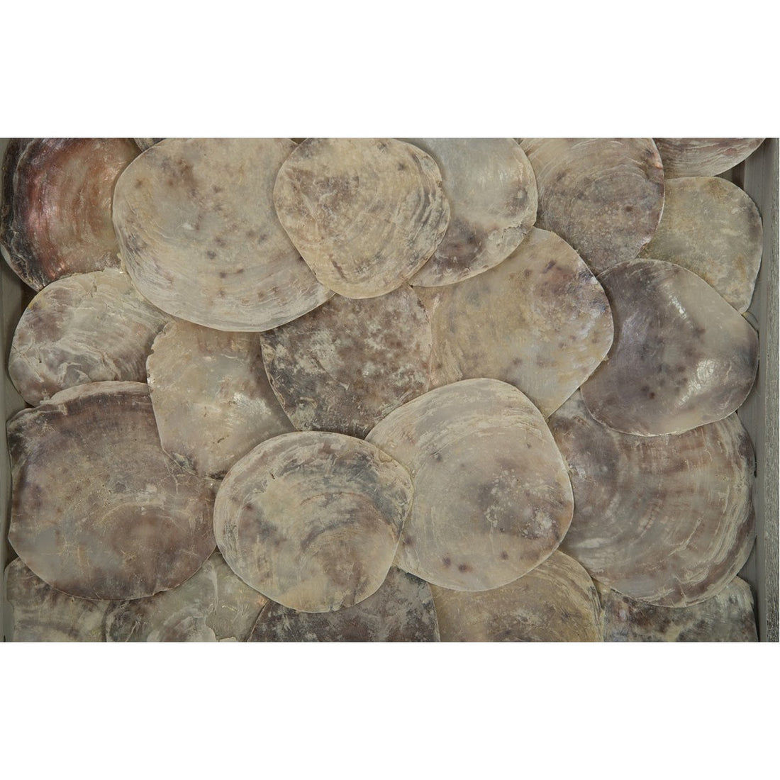 Phillips Collection Shell Wall Tile