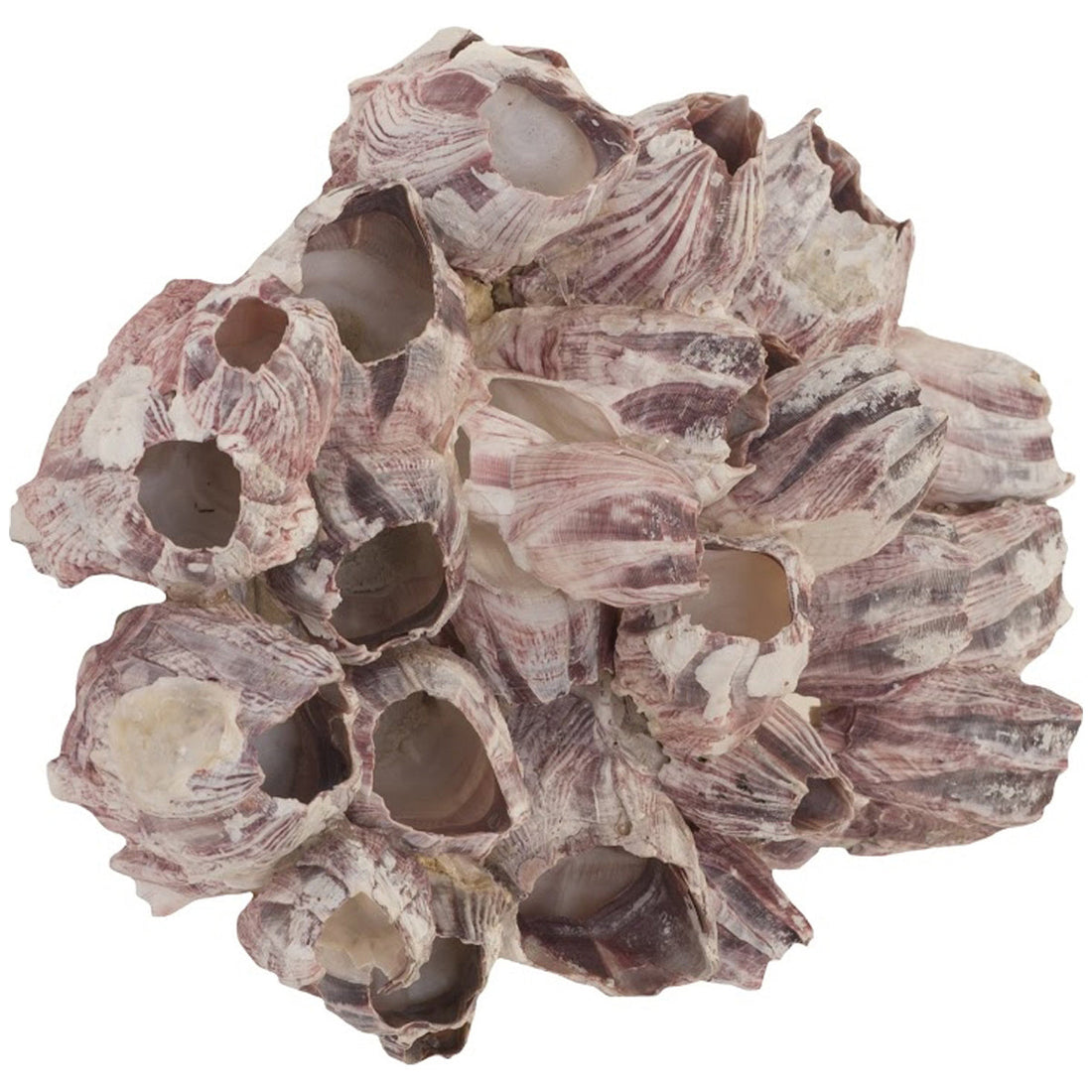 Phillips Collection Barnacle Cluster Wall Art