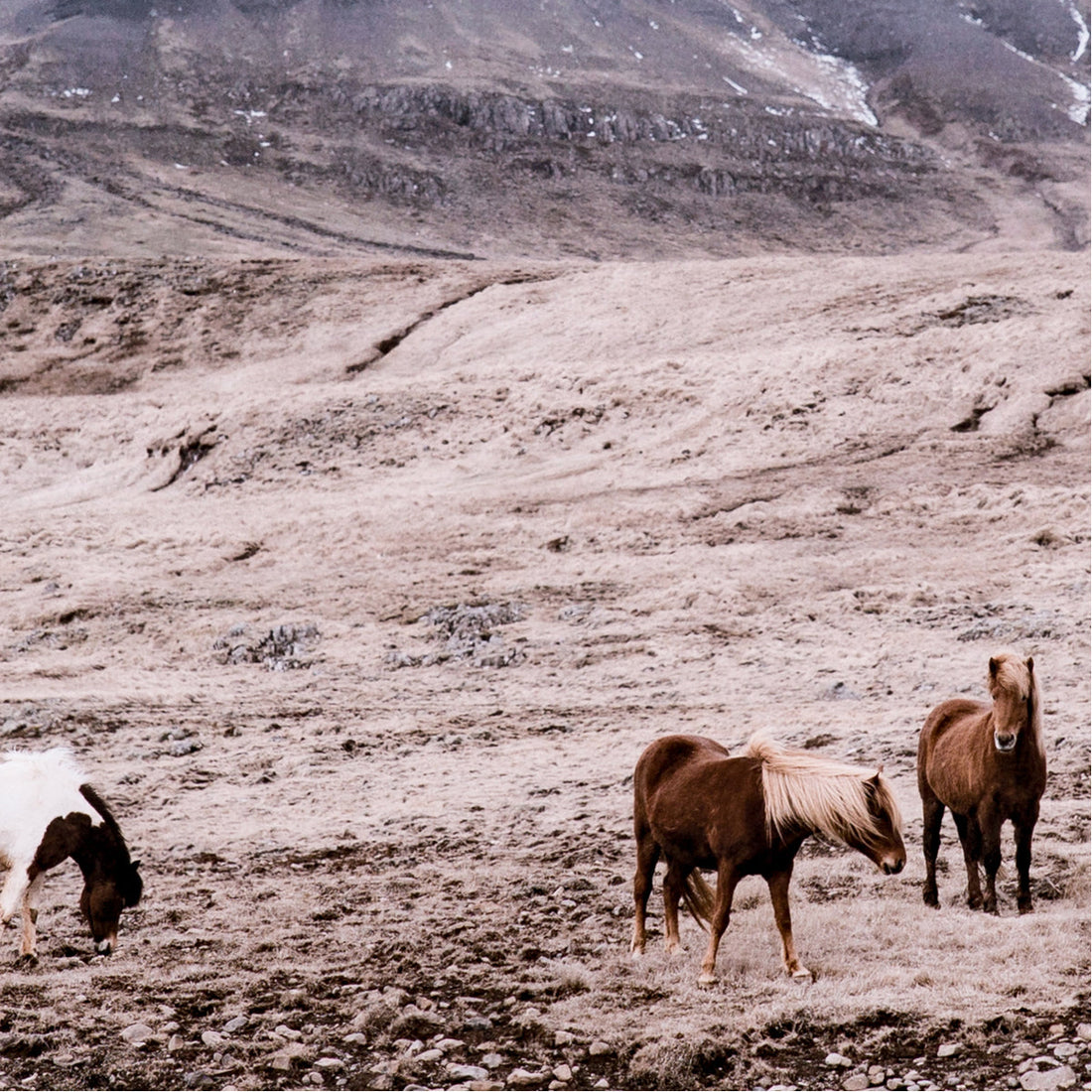 Four Hands Art Studio Wild Horses