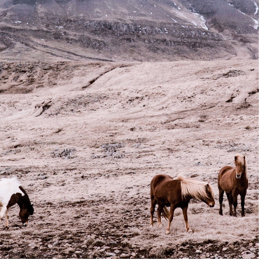 Four Hands Art Studio Wild Horses