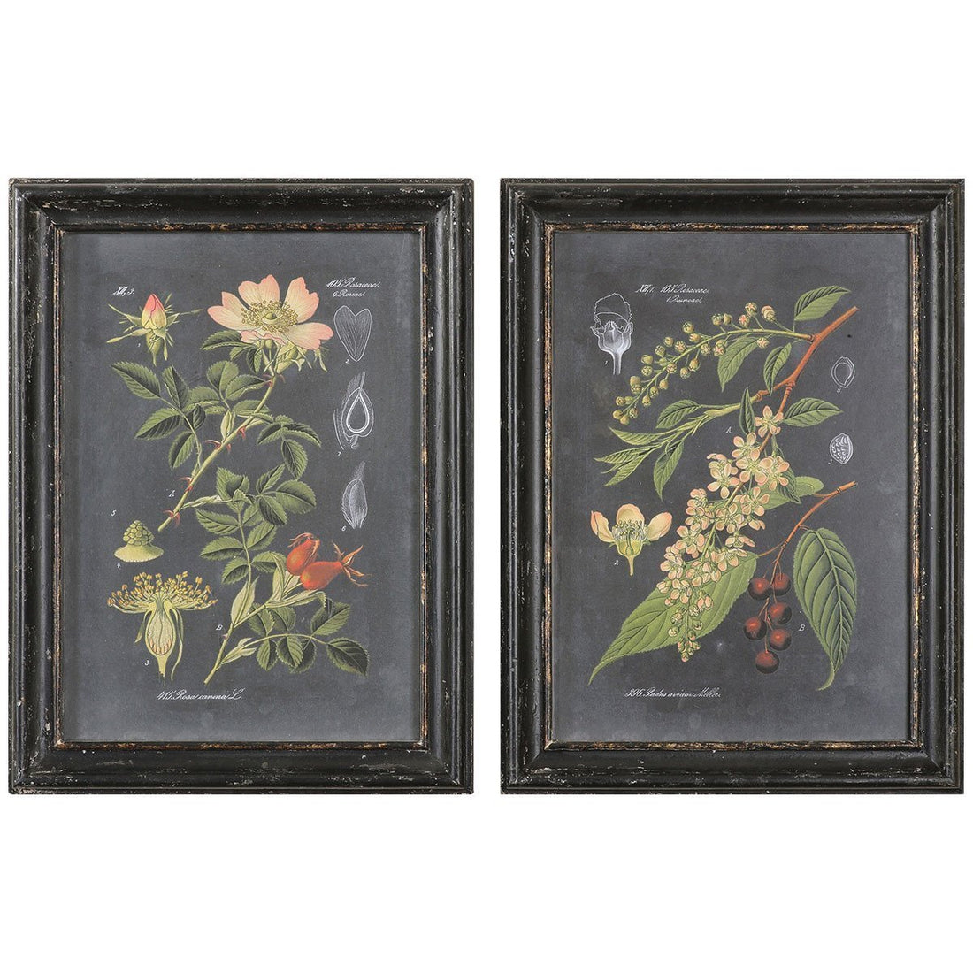 Uttermost Midnight Botanicals Wall Art, 2-Piece Set