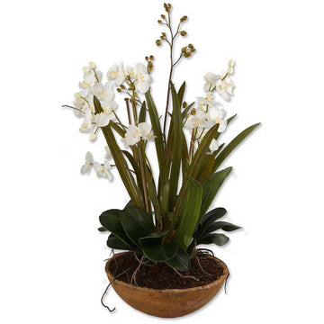 Uttermost Moth Orchid Planter